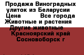 Продажа Виноградных улиток из Беларусии › Цена ­ 250 - Все города Животные и растения » Другие животные   . Красноярский край,Сосновоборск г.